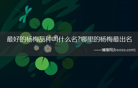 最好的杨梅品种叫什么名?哪里的杨梅最出名