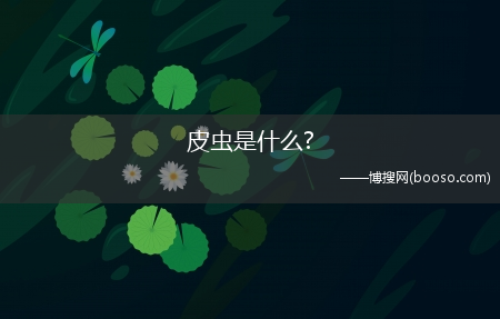 皮虫是什么?