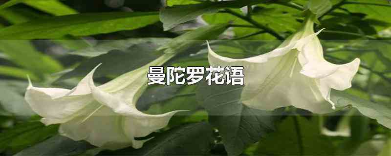 曼陀罗花语（曼陀罗的花语是无间的爱）