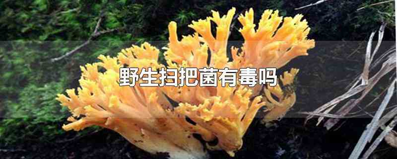 野生扫把菌有毒吗(哪种扫把菌是有毒的)