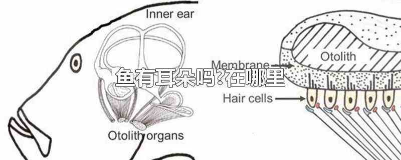 鱼有耳朵吗在哪里（鱼有耳朵吗在哪里鱼的耳朵不仅可以接收声音）