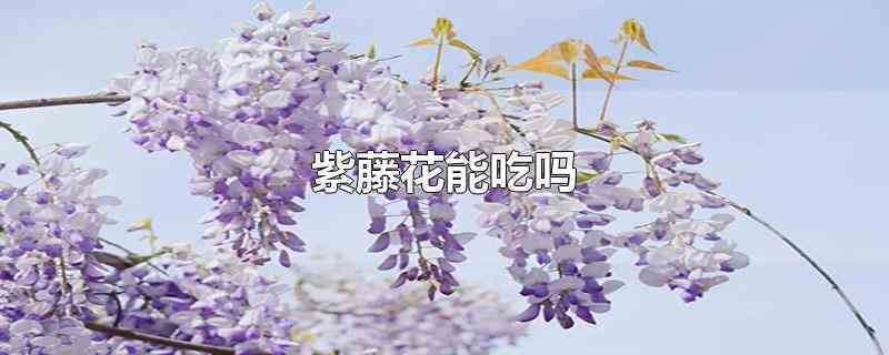 紫藤花能吃吗(紫藤花能吃吗怎么吃法)