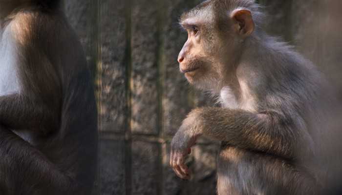 戴帽叶猴属于几级重点保护野生动物(戴帽叶猴属于一级重点保护野生动物)