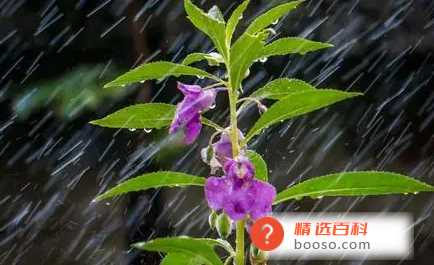 出嫁下大雨好不好(出嫁那天下大雨预示着什么)