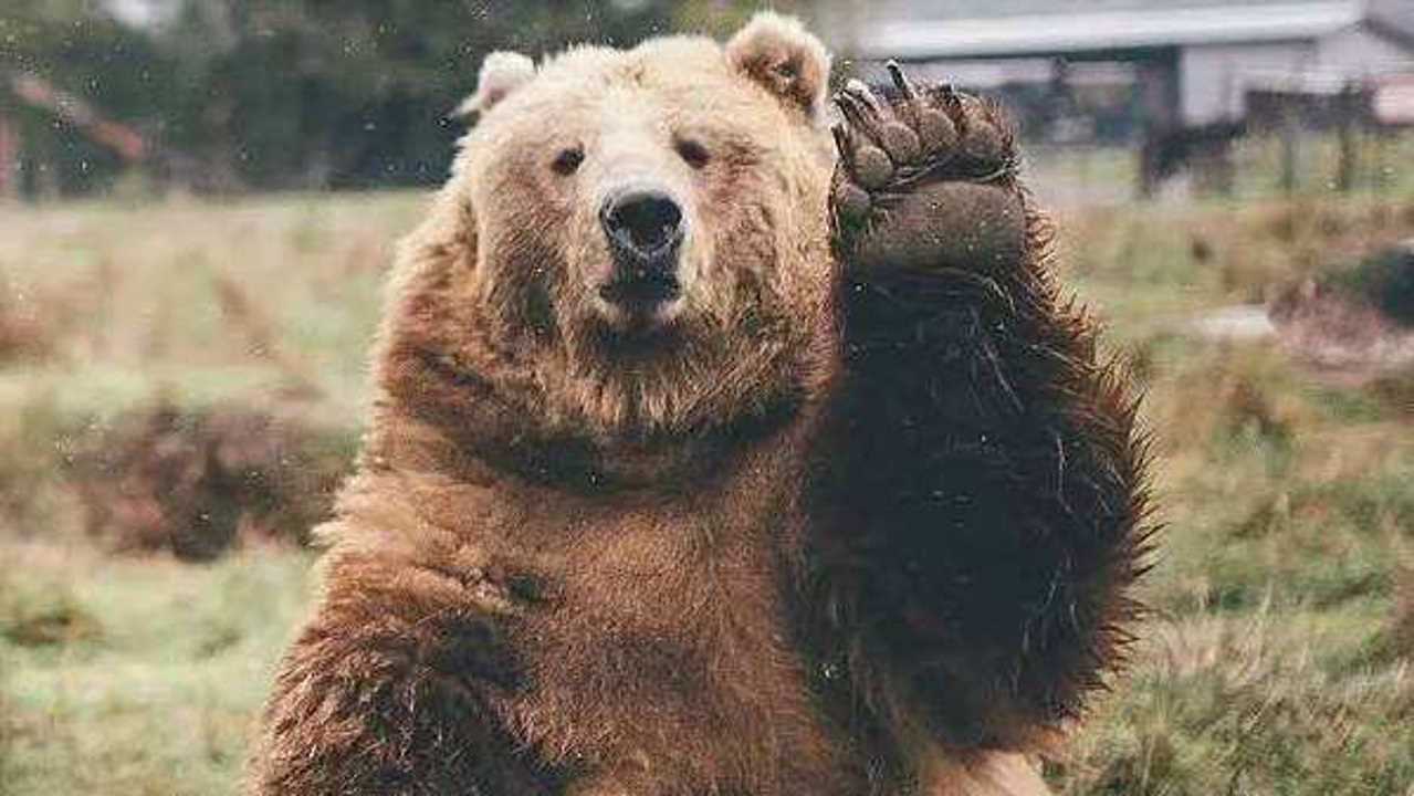 熊属于什么科的动物