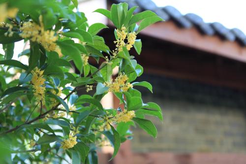 桂花是什么季节开的？