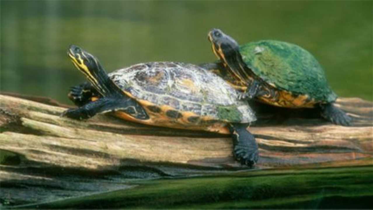乌龟吃蜗牛吗