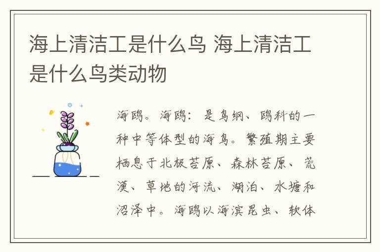 海上清洁工是什么鸟类动物?海上清洁工是什么鸟(海上清洁工是什么鸟)