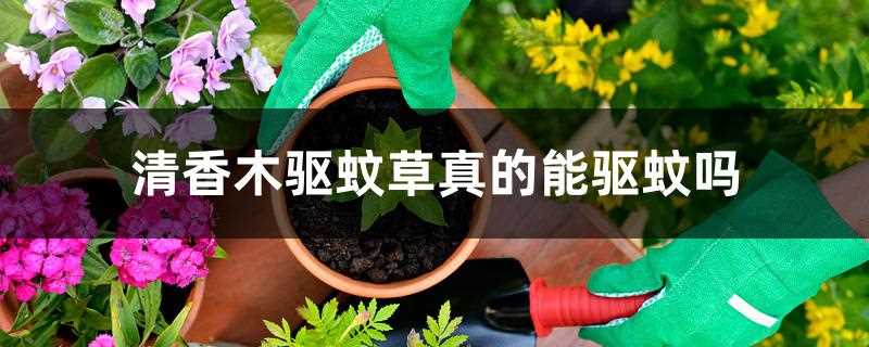 知乎(清香木驱蚊草真的能驱蚊吗?有毒吗?)_清香木驱蚊草真的能驱蚊吗?