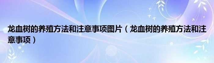 龙血树的养殖方法和注意事项_龙血树的养殖方法和注意事项图片(龙血树)