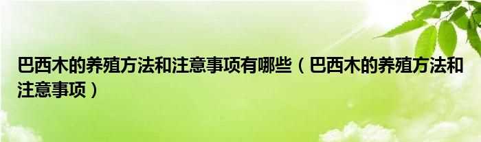 巴西木的养殖方法和注意事项_巴西木的养殖方法和注意事项有哪些?(巴西木的养殖方法和注意事项)