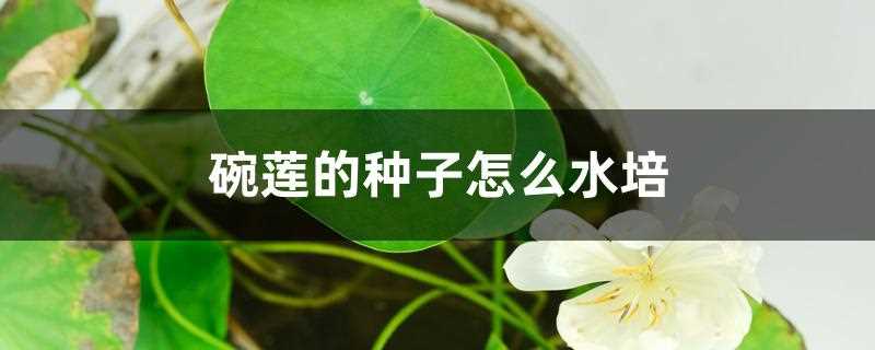 水培碗莲的种植方法(碗莲种子的种植方法水培)