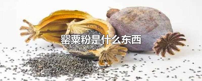 罂粟粉是什么东西(罂粟粉是什么做的)?