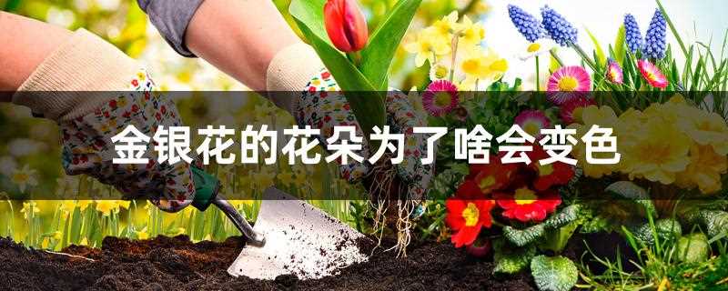 金银花的花朵为了什么会变色?金银花的花朵为了啥会变色?