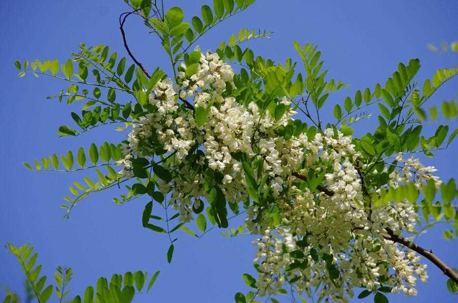 怎么储存槐花(怎么样贮存槐花)?