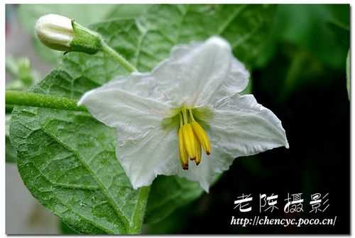 花菜类蔬菜有哪些全部？(花菜类蔬菜有哪些种类)?