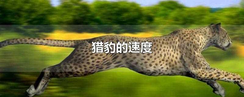 猎豹的速度每小时多少千米(猎豹的速度每秒多少米)?