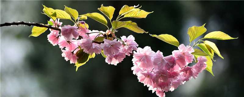 平坝樱花最佳观赏时间(平坝樱花花期)