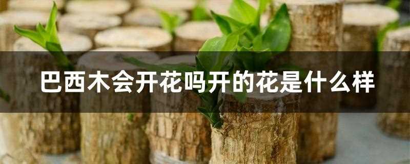 巴西木会开花吗?(巴西木开花是什么样子的)?