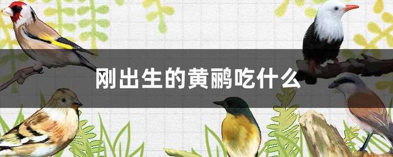 黄鹂喜欢吃什么(黄鹂鸟吃什么东西)?