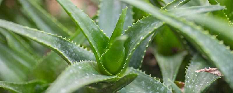 芦荟有什么特征和特点(常绿、多肉质的草本植物)