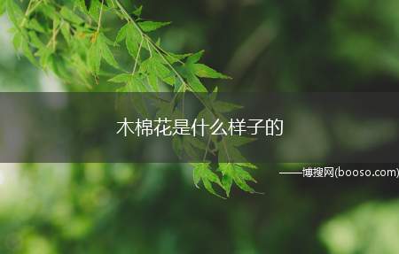 木棉花是什么样子的